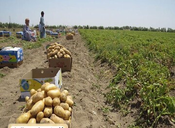 تصویر 1 از قیمت سیب زمینی بامبا همدان